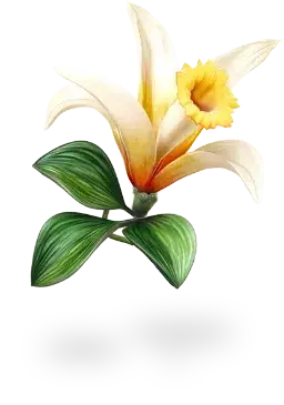 Picture - Experts_Flower